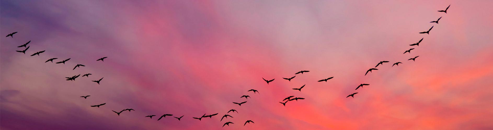 ALoyaltyhomeAntevenio